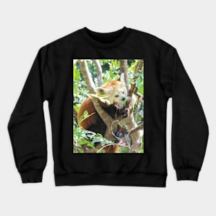 Cute Red Panda Yawning Crewneck Sweatshirt